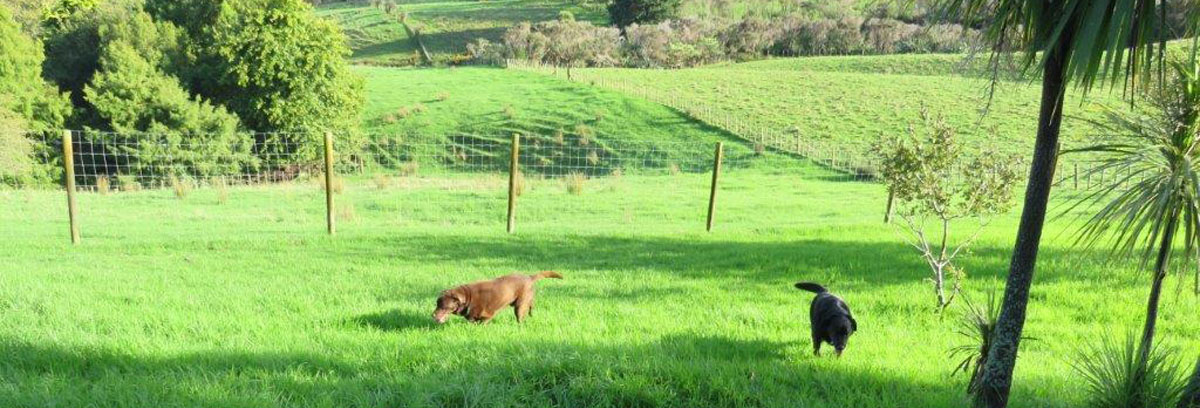 Dog Kennels Auckland